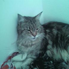 Maine Coon Angel (med killinger)