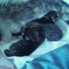 Maine Coon Angel (med killinger)