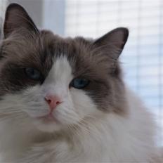Ragdoll  Bertram (Niro)     