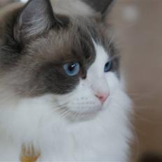 Ragdoll  Bertram (Niro)     