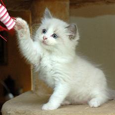 Ragdoll  Bertram (Niro)     