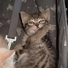 Huskat clyde