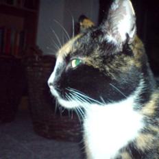 Huskat Kattemis (Barndomskat)