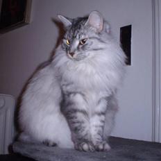 Blanding af racer RIP Cleo 