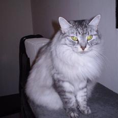 Blanding af racer RIP Cleo 