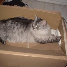 Blanding af racer RIP Cleo 