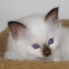 Hellig Birma Nicojama´s Rosie  Rais