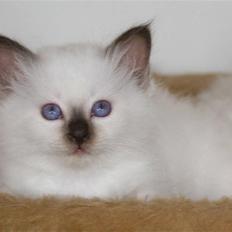 Hellig Birma Nicojama´s Rosie  Rais