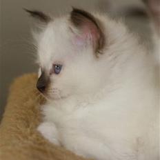 Hellig Birma Nicojama´s Rosie  Rais