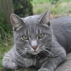 Blanding af racer Sebastian