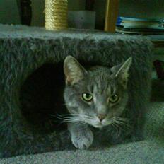 Blanding af racer Sebastian