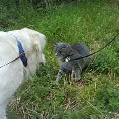 Blanding af racer Sebastian