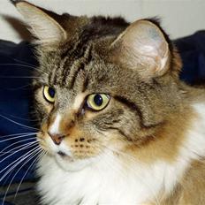 Maine Coon Skibskattens Hugo Boss 