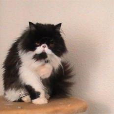 Perser DK Ambæk´s Design Boss