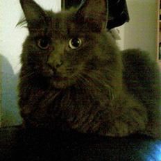 Norsk Skovkat Ballou