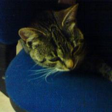 Huskat Sylvester! HAR FØDT