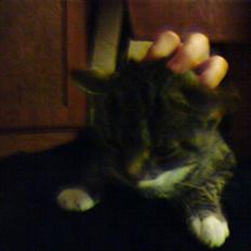 Huskat Sylvester! HAR FØDT