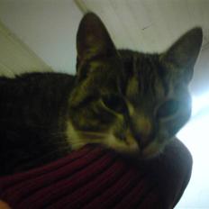 Huskat Sylvester! HAR FØDT