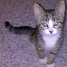 Blanding af racer Futte