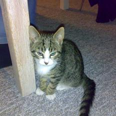 Blanding af racer Futte