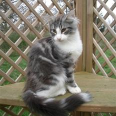 Norsk Skovkat Catci´s Amadeus