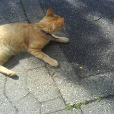 Huskat garfield nye billeder