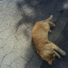 Huskat garfield nye billeder