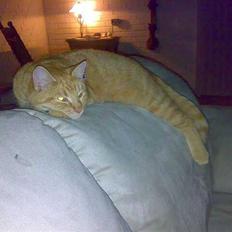 Huskat garfield nye billeder