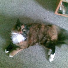 Blanding af racer  Pjuske 