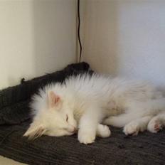 Maine Coon Vingsted's Icey