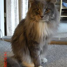 Maine Coon R.I.P  Gismo