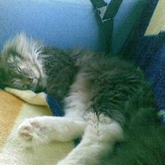 Maine Coon R.I.P  Gismo