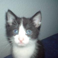 Blanding af racer Cleo -  Givet væk