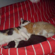 Blanding af racer Cleo -  Givet væk