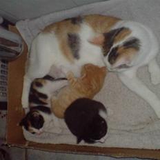 Blanding af racer Cleo -  Givet væk