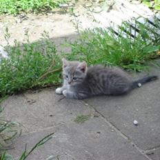 Huskat tiger ( væk? ) 