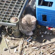 Huskat tiger ( væk? ) 