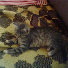 Huskat tiger ( væk? ) 