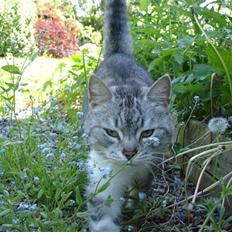 Huskat Bisse Misse R.I.P. 281210