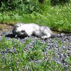 Huskat Bisse Misse R.I.P. 281210