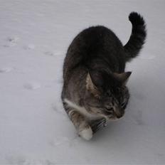 Huskat Bisse Misse R.I.P. 281210