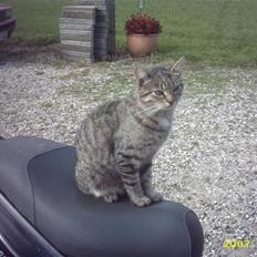 Blanding af racer Basse