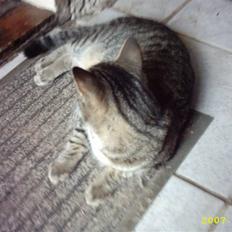 Blanding af racer Basse