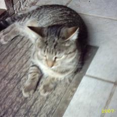 Blanding af racer Basse