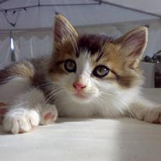 Blanding af racer - Gocart - SAVNET :'(