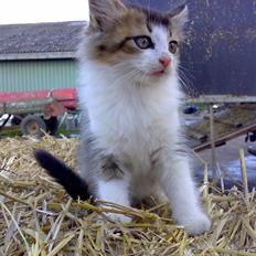 Blanding af racer - Gocart - SAVNET :'(