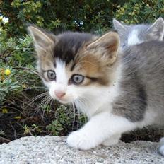 Blanding af racer - Gocart - SAVNET :'(