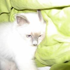 Hellig Birma Wehnerts Zamie