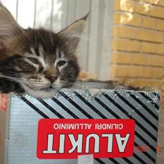 Maine Coon Machrissa