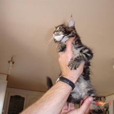 Maine Coon Machrissa